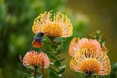 Orange-breasted sunbird (Anthobaphes violacea) perched on a common pincushion (Leucospermum cordifolium) flower. Bettys (Bettys) Bay. Whale Coast. Overberg. Western Cape. South Africa