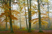 Beech trees in the fog on an autumn evening - Auvergne - France