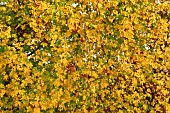Curtain of Field Maple leaves in autumn forming a hedge - Allier - France