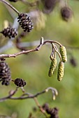Common alder (Alnus glutinosa), buds, catkins and fruit from the previous year, Bouches-du-Rhone, France