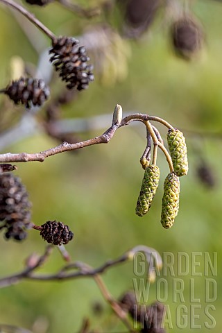 Common_alder_Alnus_glutinosa_buds_catkins_and_fruit_from_the_previous_year_BouchesduRhone_France