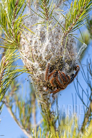 Pine_Processionary_Thaumetopoea_pityocampa_caterpillars_on_their_nest_in_December_BouchesduRhone_Fra