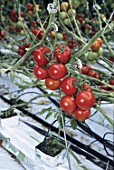 Growing Solanum lycopersicum (tomatoes) under greenhouse, France