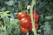 Growing Solanum lycopersicum (tomatoes) under greenhouse, France