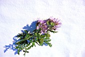Flowers of Phacelia campanularia