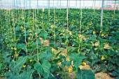 Cucurbita pepo (Zucchini) cultivation in greenhouses