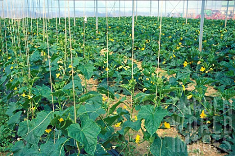 Cucurbita_pepo_Zucchini_cultivation_in_greenhouses