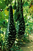 Lagenaria siceraria (Calabash gourd) in a vegetable garden