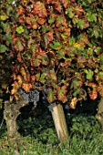 Vitis vinifera Cabernet Franc, grape vine in Autumn