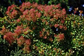 Cotinus coggygria Flame (smoke bush)