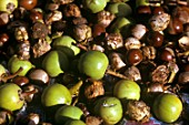 Collected fruit of Vitellaria paradoxa (Shea tree) in Central African Republic
