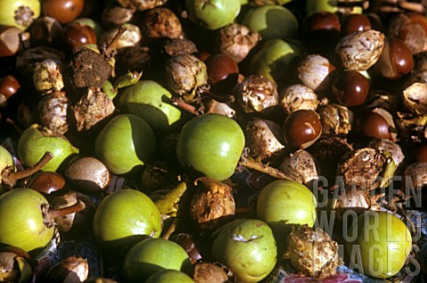 Collected_fruit_of_Vitellaria_paradoxa_Shea_tree_in_Central_African_Republic