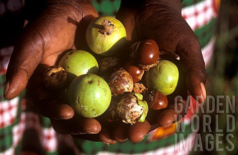 Collected_fruit_of_Vitellaria_paradoxa_Shea_tree_in_hands_Central_African_Republic
