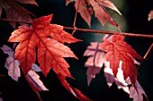 Leafs of a young Acer (Red maple) in autumn