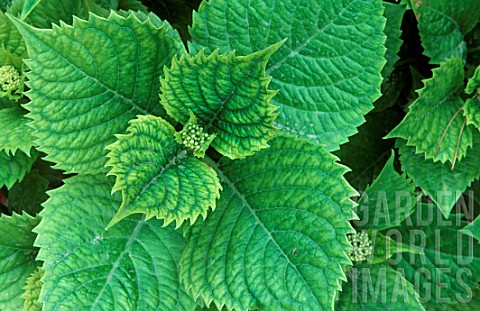 Foliage_of_Hydrangea_affected_by_chlorosis