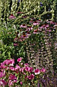 Summer pink border with Echinacea and Malva
