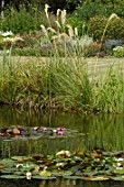 Cortaderia selloana (Pampas grass) along pond
