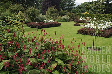 Persicaria_affinis_at_Malleny_Garden_Scotland