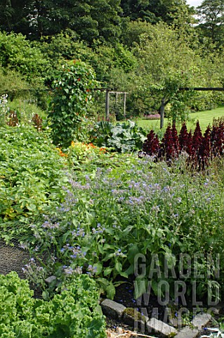 Phacelia_in_vegetable_garden_of_Malleny_Garden_in_Scotland