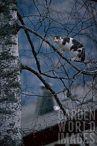 European_cat_on_a_branch_of_Betula_France