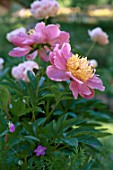 Paeonia sp. (Japanese peony) in bloom in a garden