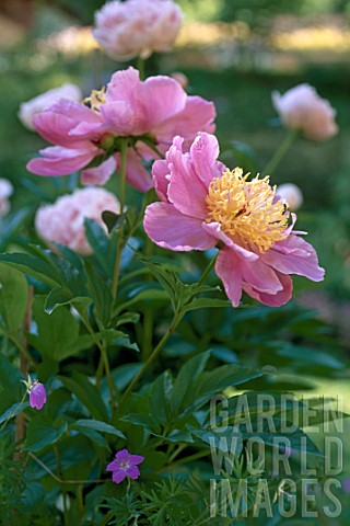 Paeonia_sp_Japanese_peony_in_bloom_in_a_garden