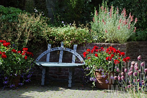 Bench_surrounded_by_potfuls_of_red_Pelargonium