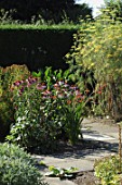 Echinacea and Foeniculum (Fennel) in garden