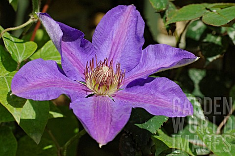 Clematis_lawsoniana