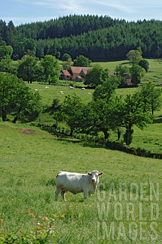 Charolaise_cow_in_field_France
