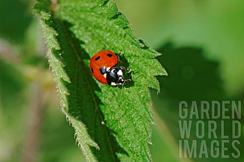 Ladybird_Coccinella_septempunctata_on_leaf