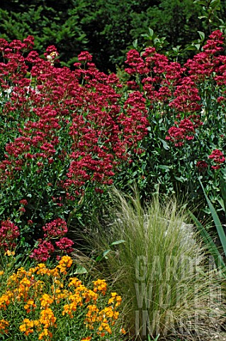 Stipa_and_phlox_in_front_of_Centranthus_ruber