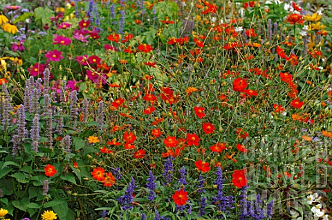 Annual_summer_border_with_Salvia_and_Cosmos_sulphureus