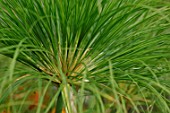 Close up of Cyperus papyrus