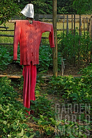 Scarecrow_in_garden