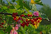 Ribes rubrum (Redcurrants) on branch in summer