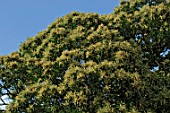 Castanea sativa (Chestnut flowering)