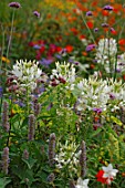 Association of Cleome and Agastache