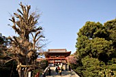 Temple and Ginkgo biloba in Imperial City of Kamakura, Japan