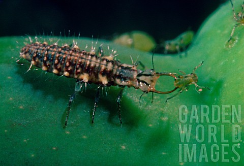 Green_lacewing_larva_eating_an_Aphid