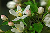 Malus transitoria (Crabapple flowers in spring)