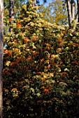 Pieris formosa, in flower