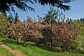 Prunus rufa tree blossoms in spring