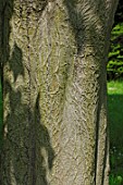 Acer cappadocicum (tree bark close-up)