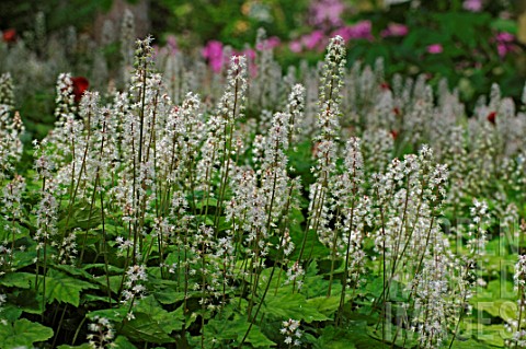 Tiarella_cordifolia_Foamflower