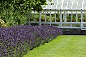 Lavandula (Lavender) and greenhouse in Malleny Garden, Scotland