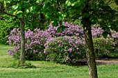 Grove of Syringa (Lilac)
