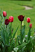 Mixed Tulipa