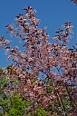 Prunus padus Colorata