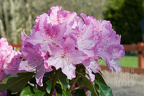RHODODENDRON_CHEER